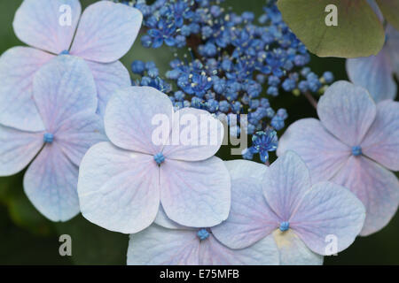 Premiers stades de la floraison des hortensias japonais close up en pleine floraison montrant ph du sol en couleur bleu rose Banque D'Images