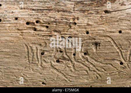 Des modèles dans l'établissement Oak tree faites par des larves d'insectes, de bavure des bois woodworm Golf Polo montrant les tunnels et passages de branchement une fois écorce a tomber loin Banque D'Images