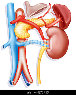 Rein Transplantation, illustration Banque D'Images