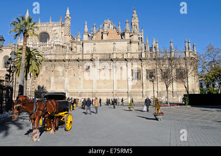 Cheval et un chariot, la place Plaza del Triunfo, Santa Maria de la Sede, Cathédrale de Séville, Andalousie, Espagne Banque D'Images