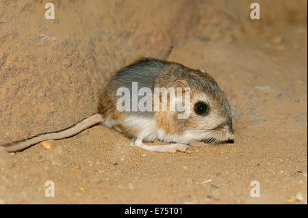 Merriam du Rat kangourou d'Ord (Dipodomys merriami), originaire du sud de l'Amérique du Nord, captive, Allemagne Banque D'Images