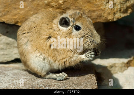 Gundi (Ctenodactylus gundi commun), originaire d'Afrique du Nord, captive, Allemagne Banque D'Images