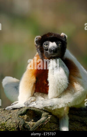 Sifaka couronné (Propithecus coronatus, Propithecus verreauxi coronatus), originaire de Madagascar, captive Banque D'Images