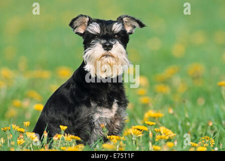 Schnauzer nain noir et argent, couleur de robe, assis dans flower meadow Banque D'Images