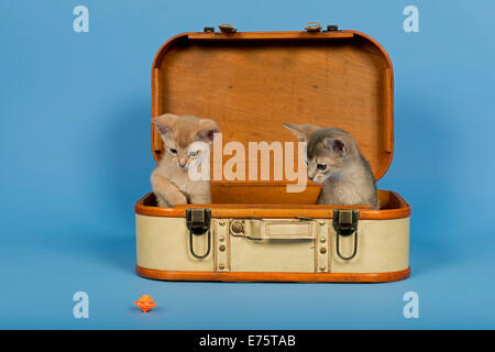 Deux chatons Abyssins, 9 semaines, couleurs fauve et ruddy, dans une valise Banque D'Images