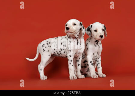 Deux chiots dalmatien, 6 semaines Banque D'Images