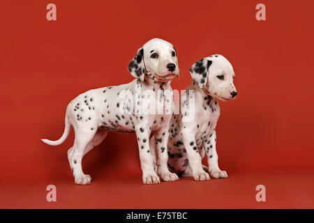 Deux chiots dalmatien, 6 semaines Banque D'Images