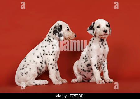 Deux chiots dalmatien, 6 semaines Banque D'Images