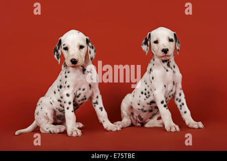 Deux chiots dalmatien, 6 semaines Banque D'Images