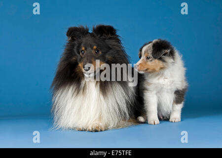 Shetland Sheepdogs, homme chien et chiot Banque D'Images