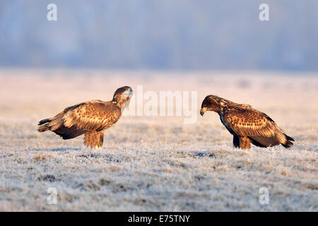 Deux des pygargues à queue blanche (Haliaeetus albicilla), sur une prairie avec de la gelée blanche, Warszawa, Pologne Banque D'Images