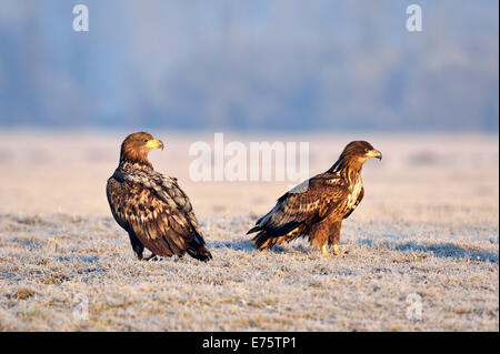Deux des pygargues à queue blanche (Haliaeetus albicilla), sur une prairie avec de la gelée blanche, Warszawa, Pologne Banque D'Images