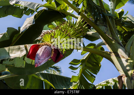 Feuilles vertes, grappe de fruits et la fleur d'une plante banane (Musa acuminata) dans une plantation entre les ruines de l'ancien Banque D'Images