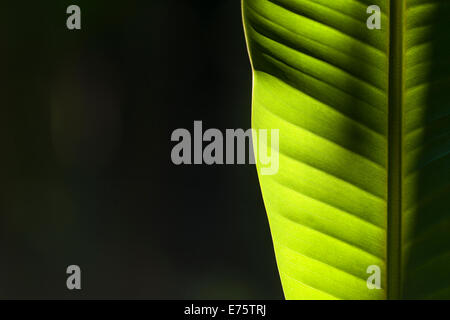 Le soleil brille à travers une feuille verte d'une plante banane (Musa acuminata) dans une plantation entre les ruines de l'ancien Banque D'Images