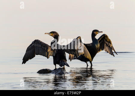 Les cormorans (Phalacrocorax carbo), Timmendorfer Strand, Schleswig-Holstein, Allemagne Banque D'Images