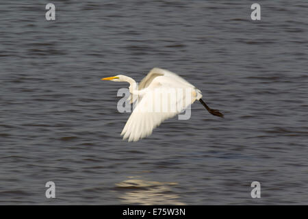 Grande Aigrette (Egretta alba), voler à travers le barrage au coucher du soleil, Kruger National Park, Afrique du Sud Banque D'Images