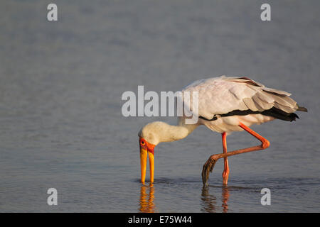 Yellow-billed Stork (Mycteria ibis), alimentation, Coucher de Dam, Kruger National Park, Afrique du Sud Banque D'Images