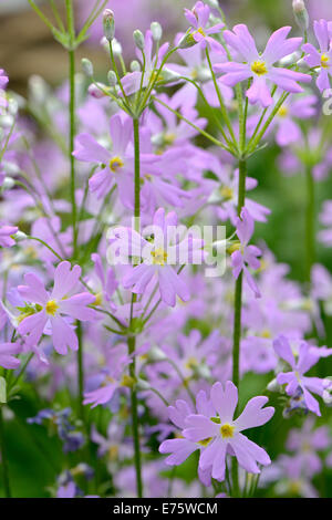 Conte de la primevère ou le bébé Primrose (Primula malacoides), originaire d'Asie Banque D'Images