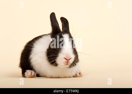 Lapin hollandais noir et blanc, Banque D'Images