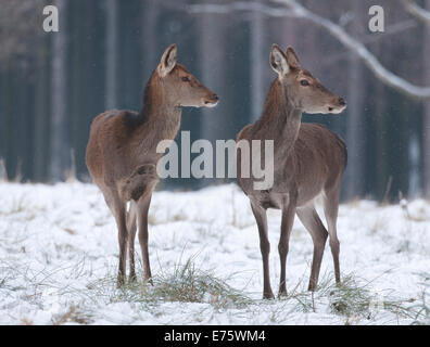 Red Deer (Cervus elaphus), biches dans leurs manteaux d'hiver debout dans la neige, captive, Saxe, Allemagne Banque D'Images