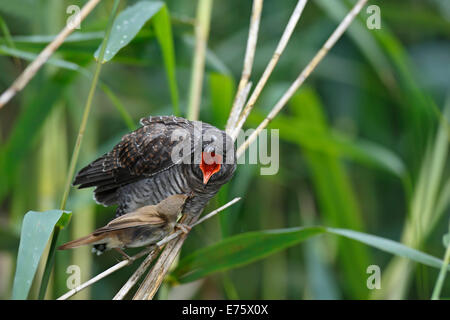 Un jeune (Cuculus canorus Common Cuckoo) est alimenté par son hôte, un gravelot (Acrocephalus scirpaceus), Saxe-Anhalt Banque D'Images