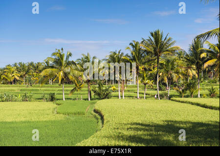 Des rizières et des cocotiers, Ubud, Bali, Indonésie Banque D'Images