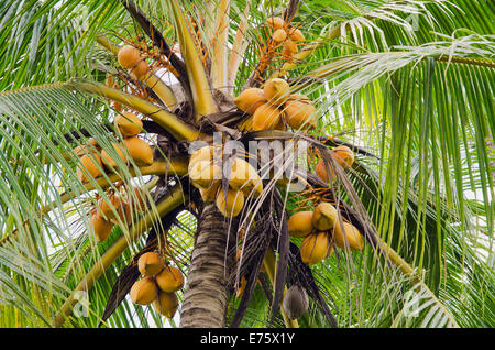 Coco sur un cocotier (Cocos nucifera), Ubud, Bali, Indonésie Banque D'Images