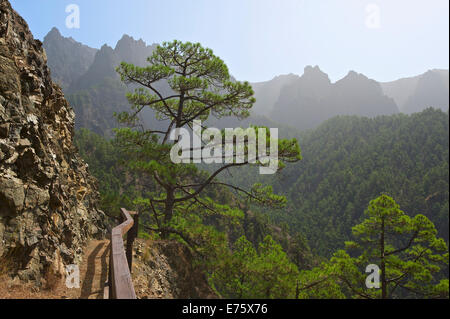 Paysage de forêt dans le Parque Nacional de la Caldera de Taburiente National Park, La Palma, Canary Islands, Spain Banque D'Images