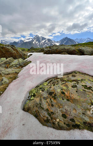 La neige ou neige (algues algue Chlamydomonas nivalis), à l'arrière plage de Kaunergrat, Seeles Voir le lac, la vallée de Kaunertal, Tyrol, Autriche Banque D'Images