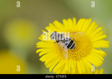 Eristalis arbustorum, Hoverfly se nourrissant de fleurs Vergerette, Pays de Galles, Royaume-Uni Banque D'Images