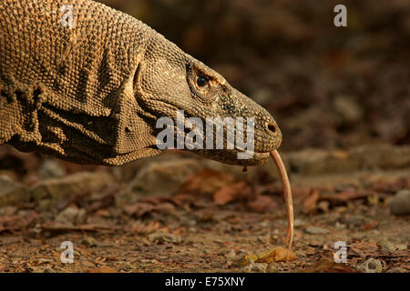 Dragon de Komodo (Varanus komodoensis), Rinca Island, le Parc National de Komodo, Indonésie Banque D'Images