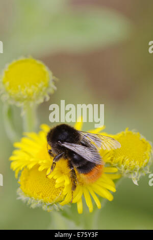 Bombus lapidarius, queue rouge Bourdon se nourrissant de fleurs Vergerette, Pays de Galles, Royaume-Uni. Banque D'Images