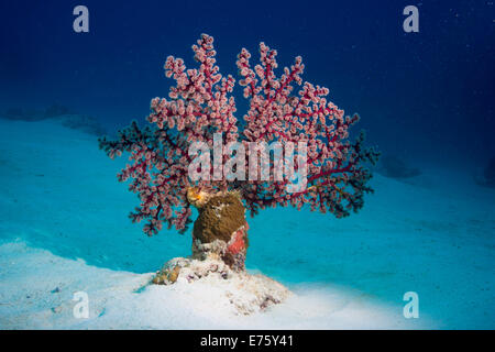 Cherry Blossom ou Corail Corail Mou'Godeffroy (Siphonogorgia godeffroyi), Philippines Banque D'Images