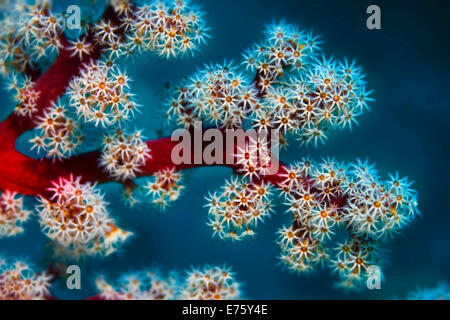 Cherry Blossom ou Corail Corail Mou'Godeffroy (Siphonogorgia godeffroyi), Philippines Banque D'Images