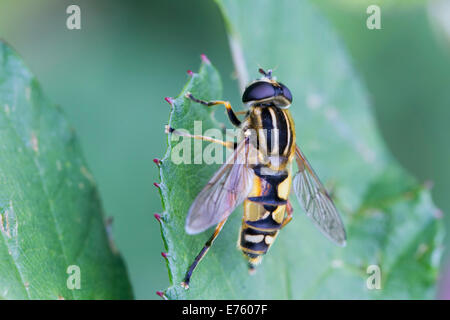 Hoverfly (Helophilus pendulus), homme, sur une feuille, dans le sud du Pays de Galles, Pays de Galles, Royaume-Uni Banque D'Images