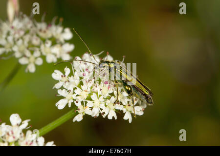 Gonflement-thighed Beetle (Oedemera nobilis), se nourrissant sur une fleur, dans le sud du Pays de Galles, Pays de Galles, Royaume-Uni Banque D'Images