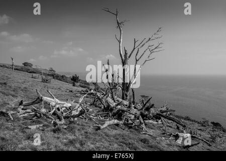 B/W de l'ancien arbre de pin de Monterey tombé et de remplacements nouvellement plantés. Au-dessus de Stoke Beach, South Hams. Devon. ROYAUME-UNI Banque D'Images