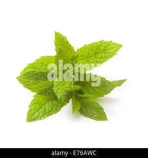 Feuille de menthe fraîche isolé sur un fond blanc studio. Banque D'Images