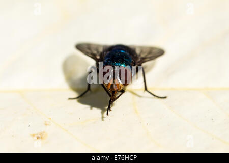 Close up image of a blue fly Chrysomya megacephala assis sur une feuille blanche Banque D'Images