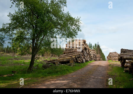 L'exploitation forestière. Le Perthshire, Écosse, Royaume-Uni Banque D'Images