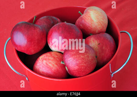 Aberystwyth, Pays de Galles, UK - comme un signe de l'évolution rapide de la météo d'automne, un seau de pommes fraîches ce matin recueillies à partir de l'arbre à la fermette près d'Aberystwyth, Pays de Galles, Royaume-Uni, attend d'être sélectionné pour le stockage - 8-SEPT-2014 - John Gilbey / Alamy Live News Banque D'Images