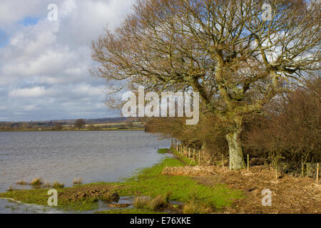 Grand chêne sur le bord d'une prairie d'eau inondés. Pulborough Brooks RSPB réserve. West Sussex, Angleterre. Février. Banque D'Images