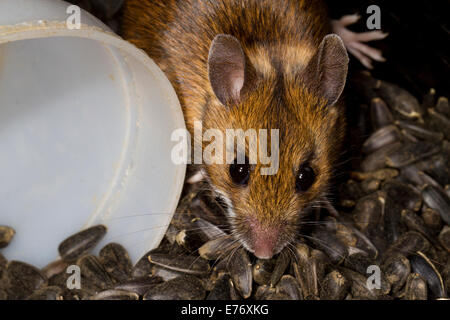 Souris en bois (Apodemus sylvaticus) des profils dans un magasin de graines de tournesol noires. Powys, Pays de Galles. Février. Banque D'Images