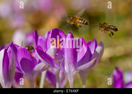 'Abeille à miel (Apis mellifera) les travailleurs se nourrissant de fleurs de crocus (Crocus sp.) dans un jardin. Powys, Pays de Galles. Février. Banque D'Images