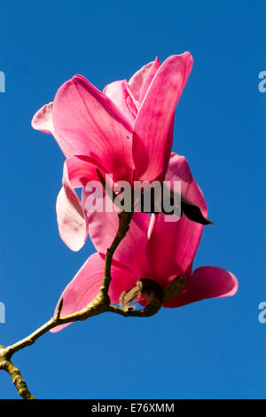 Magnolia (Magnolia sprengeri) 'Wakehurst' la floraison. Carmarthenshire, Pays de Galles. Mars. Banque D'Images