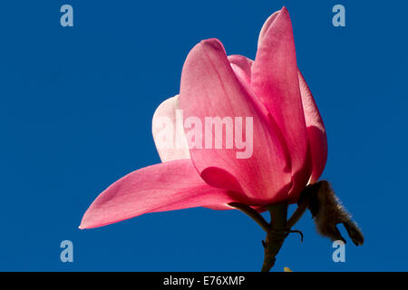 Magnolia (Magnolia sprengeri) 'Wakehurst' la floraison. Carmarthenshire, Pays de Galles. Mars. Banque D'Images