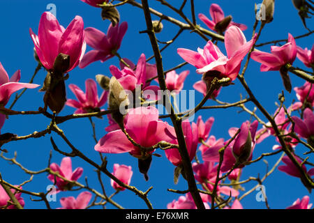 Magnolia (Magnolia sprengeri) 'Wakehurst' la floraison. Carmarthenshire, Pays de Galles. Mars. Banque D'Images