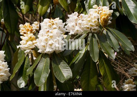 Grand arbre rhododendron (Rhododendron protistum var. giganteum) floraison dans un jardin. Herefordshire, en Angleterre. Mars. Banque D'Images