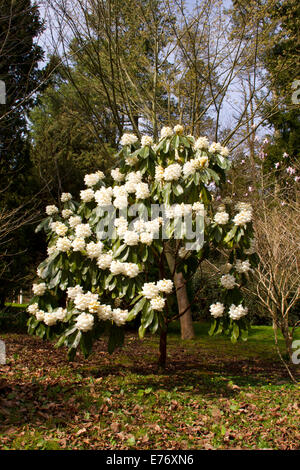 Grand arbre rhododendron (Rhododendron protistum var. giganteum) floraison dans un jardin. Herefordshire, en Angleterre. Mars. Banque D'Images