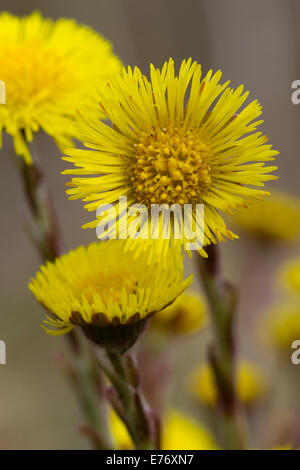 Tussilage (Tussilago farfara) fleurs. Powys, Pays de Galles. Mars. Banque D'Images